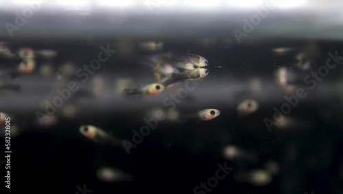 underwater camera, Hundreds of newborn molly fish, Poecilia sphenops. Ovoviviparous. photo