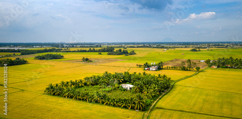 Panoramic view of rice fields in Tay Ninh province, Vietnam. Beautiful scenery in the countryside in southwestern Vietnam