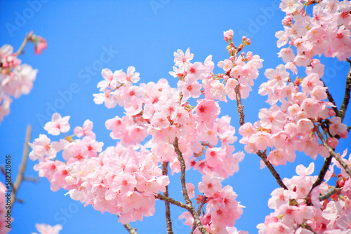 早咲きの河津桜のクローズアップ 