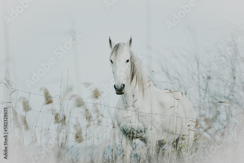 white horse in the snow