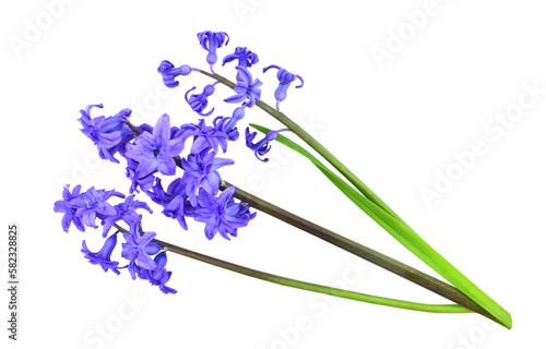 Blue Hyacinth flowers, isolated on transparent backround. Hyacinthus orientalis, known as bluebells.                                                          
