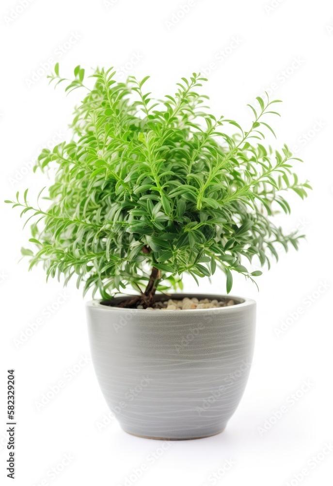 Home plants in pots on white isolated background Home plants in pots on white isolated background
