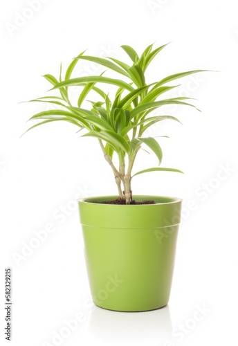 Home plants in pots on white isolated background