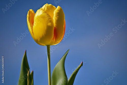 yellow tulip on blue sky, Generative AI. Generative, AI