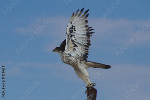 Raptor at take-off