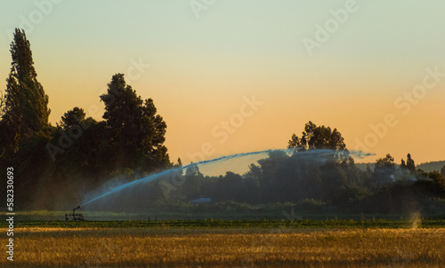 regador automático en campos verdes al atardecer 