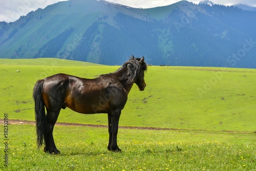 Horses grazing on the Qiongkushitai grassland in Xinjiang