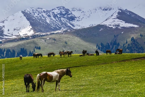 Horses grazing on the Qiongkushitai grassland in Xinjiang