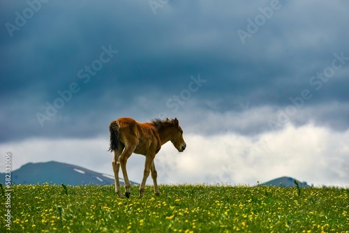 Horses grazing on the Qiongkushitai grassland in Xinjiang