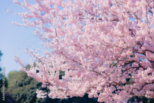 Cherry blossom, or known as sakura blooming during spring under blue sky in Japan.