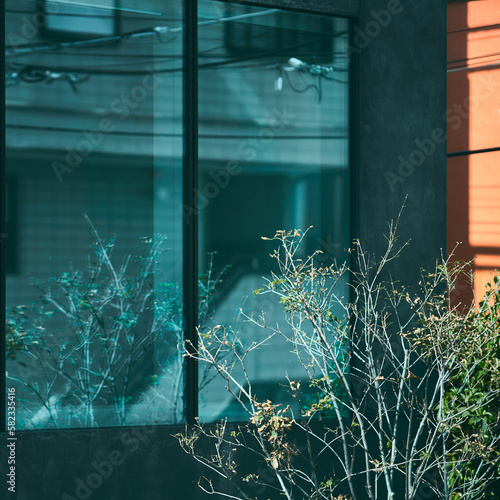window and tree