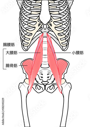 小腰筋・大腰筋・腸骨筋　表記あり