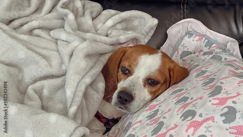 Dog tucked into blanket
