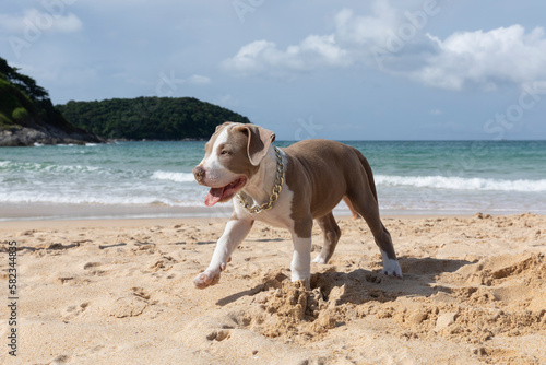 A cute pitbull puppy with a chain runs along the ocean coast overlooking the green hills. Landscape background wallpaper 