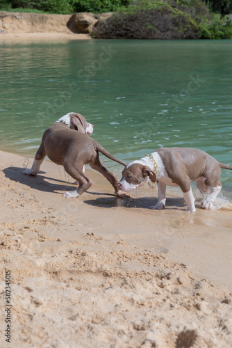 Two adorable pitbull puppies frolic in the sea with a picturesque view. Cute Pitbull puppies are playing in the water 