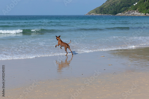 Happy puppy runs on the sand looking at the waves. Cute dog jumps on the beach of Phuket with ocean background. A funny dog is playing with water 
