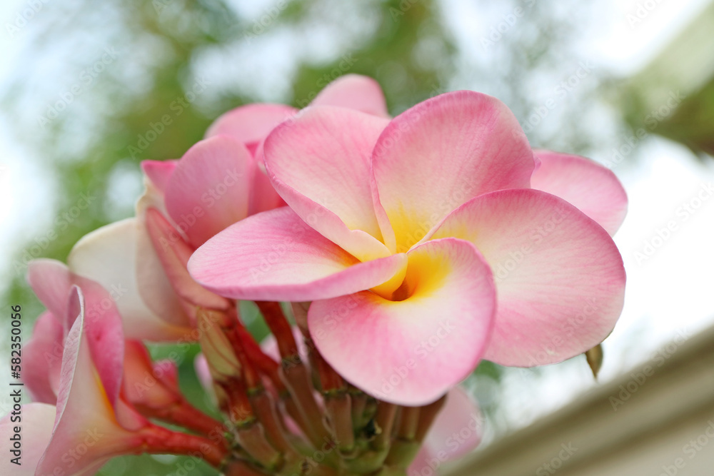 Bunch of Beautiful White Pink Plumeria or Frangipani Flowers