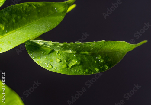 Green leaves with water drops close-up.