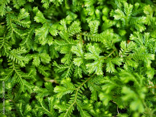 Green leaf of Selaginella Tamariscina moss plant  Selaginella kraussiana Brownii  Selaginellaceae  Krauss Spikemoss  Pin-Cushion  Spikemoss  Emerald isle spikemoss  Scotch Moss  Compact  green tones