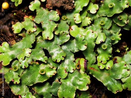 Closeup green leaf of Marchantia polymorpha ,Umbrella Liverwort ,Common liverwort 