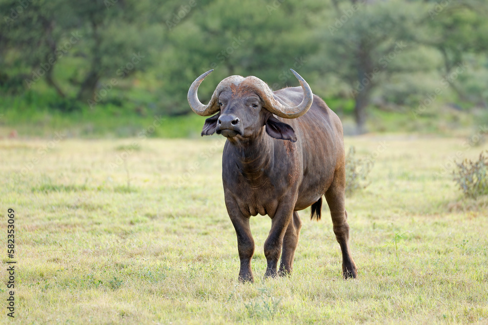 Obraz premium An African buffalo (Syncerus caffer) in natural habitat, Mokala National Park, South Africa.