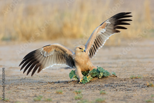 A tawny eagle (Aquila rapax) hunting on the ground with open wings, South Africa. © EcoView