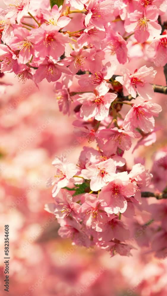 Cherry blossoms or sakura flowers in full bloom blowing in wind in spring, Nature or outdoor background, Vertical video for smartphone footage, Digital signage Cherry blossoms or sakura flowers in full bloom blowing in wind in spring, Nature or outdoor background, Vertical video for smartphone footage, Digital signage