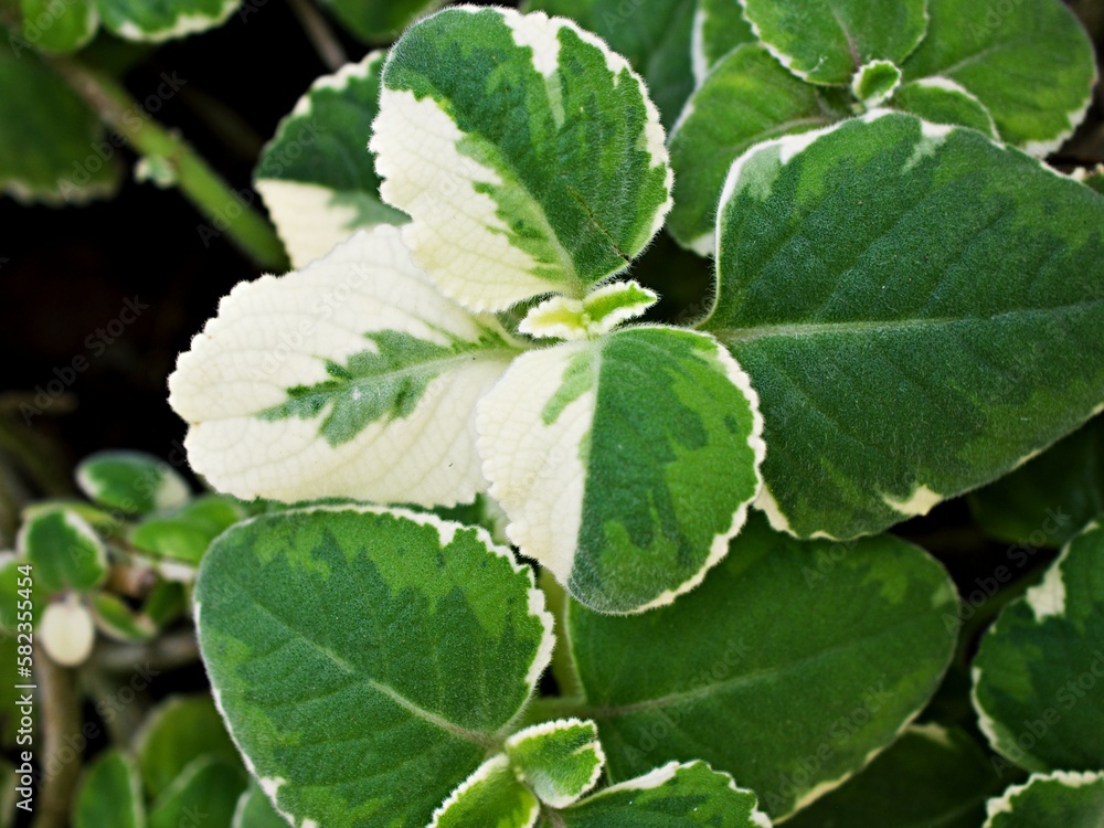 Greenwhite leave ,foliage Variegated Indian Borage ,Plectranthus