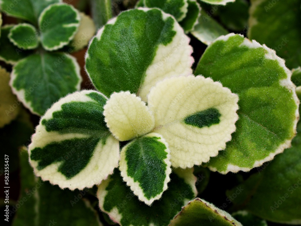 Greenwhite leave ,foliage Variegated Indian Borage ,Plectranthus