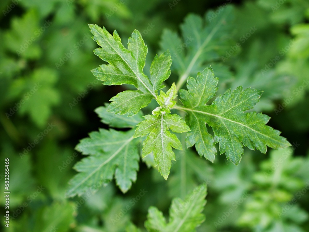 Closeup green leaf of Chrysanthemum Indicum Linn flowers ,green foliage ,evergreen ,greenery ,lush nature ,flower tea ,herb plant Closeup green leaf of Chrysanthemum Indicum Linn flowers ,green foliage ,evergreen ,greenery ,lush nature ,flower tea ,herb plant