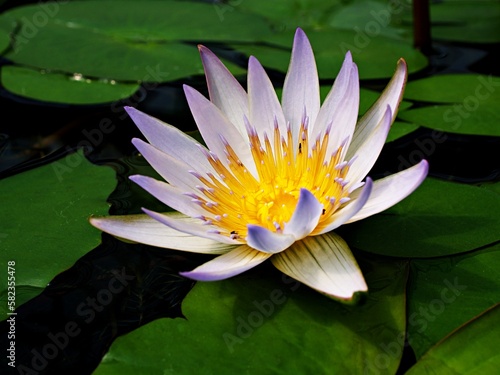 Purple pink flower water lily Nymphaea capensis nouchali var. caerulea  Egyptian lotus plants  Nymphaeaceae  macro image  tropical aquatic plant with sky-blue flower  Egyptian lily  Sacred blue lily 