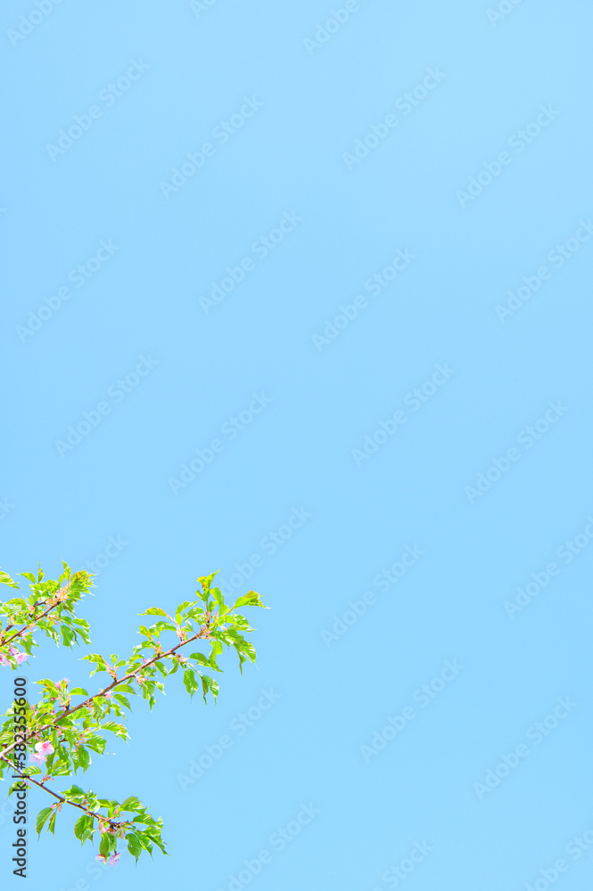 新緑と空 新緑と空