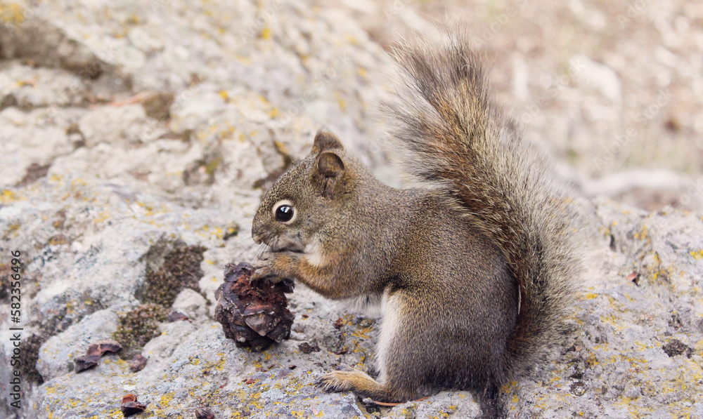 Squirrel eating nut