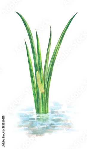 Wallpaper Mural 水の中に生える菖蒲の水彩画  Acorus calamus Torontodigital.ca
