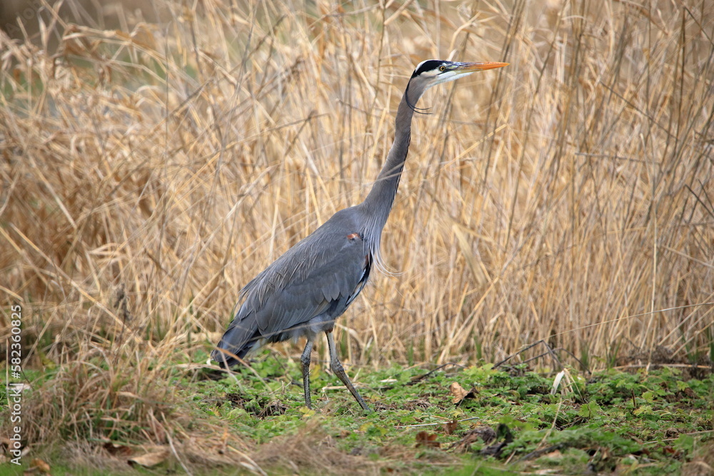 Fototapeta premium Great Blue Heron posing for camera