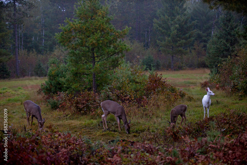 Albino Deer in Wisconsin during fall.