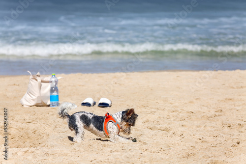 Funny white and black doggie plays with a small ball on the sand