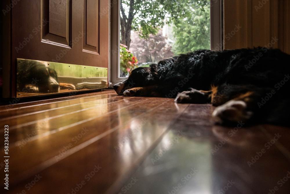 Dog lays by open front door with reflection visible