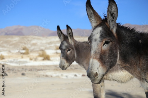 don't feed the wild donkeys © Cavan