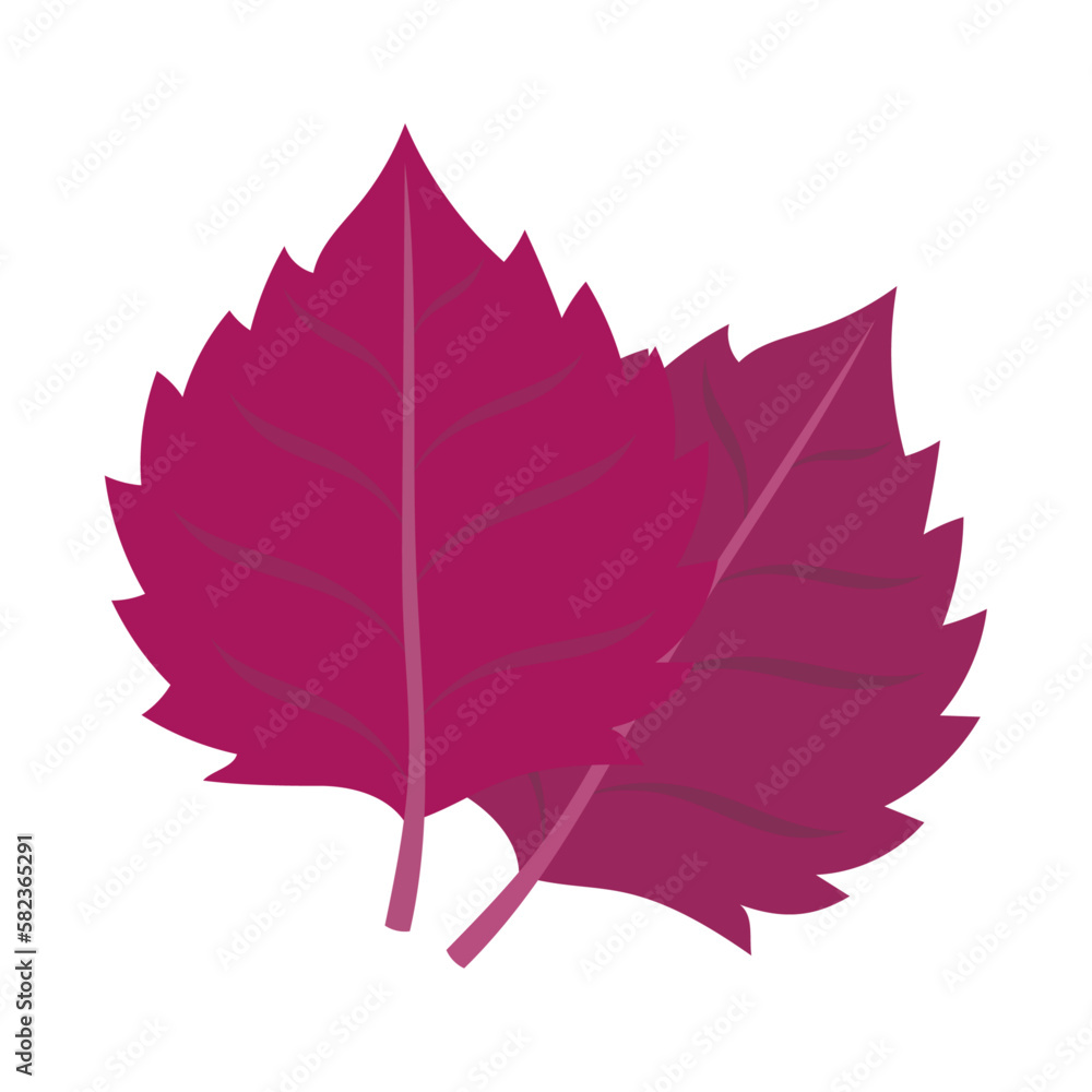 Fototapeta premium 赤紫蘇。フラットなベクターイラスト。 Red perilla leaves. Flat designed vector illustration.