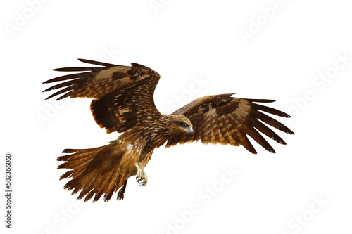 Bird of prey Black kite  Milvus migrans  flying on transparent background png file