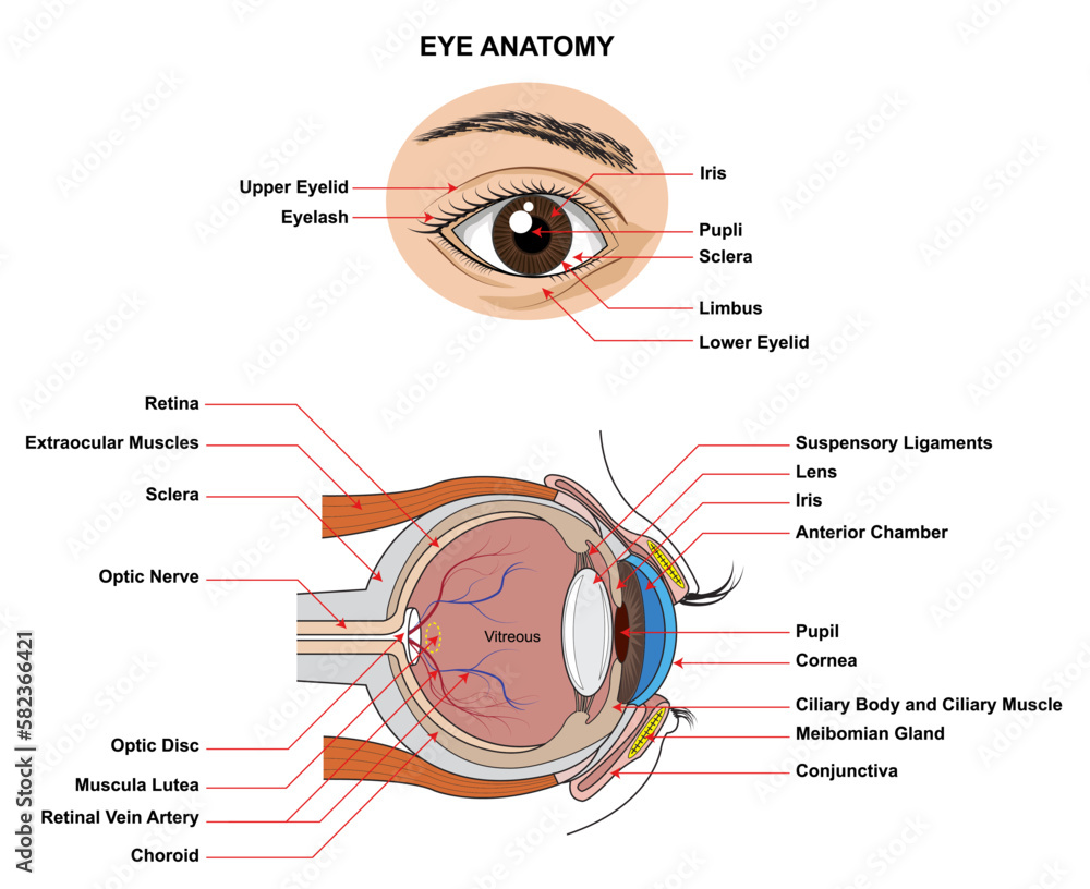 Stockvector Eye Anatomy. Anatomy of the Human Eye. Structure and