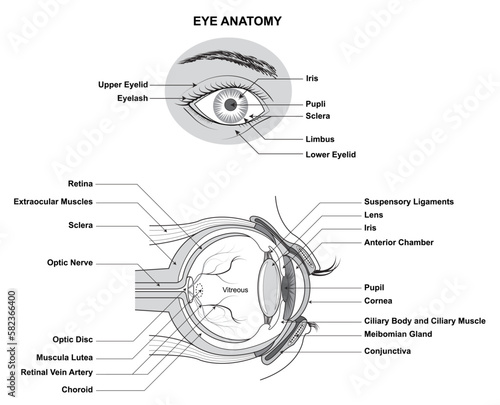 Eye Anatomy. Anatomy of the Human Eye. Structure and Function of the Human Eye with the name and description of all site
