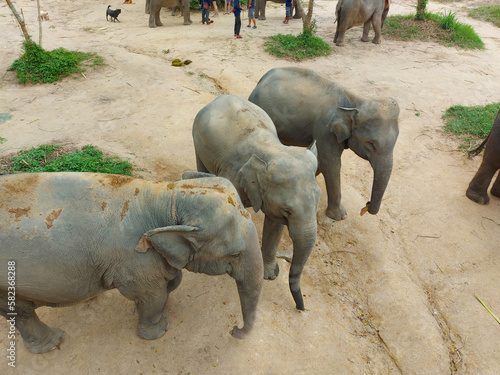 Elephants in the nature reserve on the island of Samui in Thailand