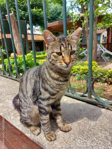 A gray tabby cat sits on a curb near a fence