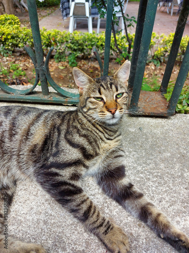 A gray striped cat lies on the curb near the fence