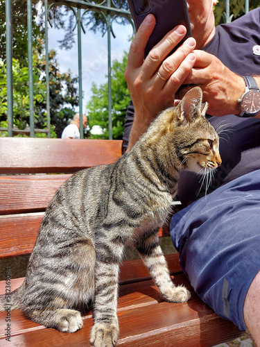 A gray striped cat sits on a bench next to a man