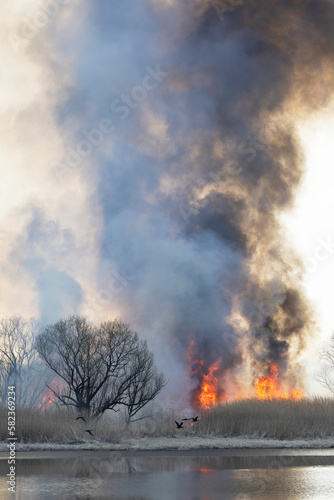 燃え上がる炎と煙　アシの群生地の野焼き © imacoconut
