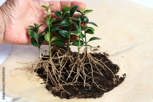 Принти на полотні Vegetative reproduction in plants of  boxwood, Buxus sempervirens