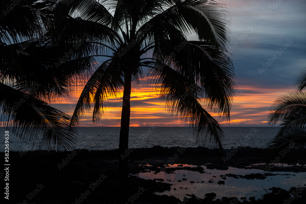 Palm tree silhouette in the sunset time with beautiful orange ocean and skies on the background in Hawaii
